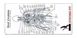 Medical Illustrator - Circulation