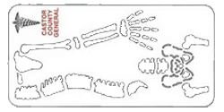 Medical Illustrator - Bones