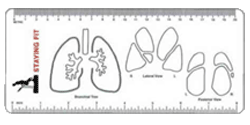 Medical Illustrator - Lungs