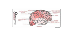 Medical Illustrator - Brain